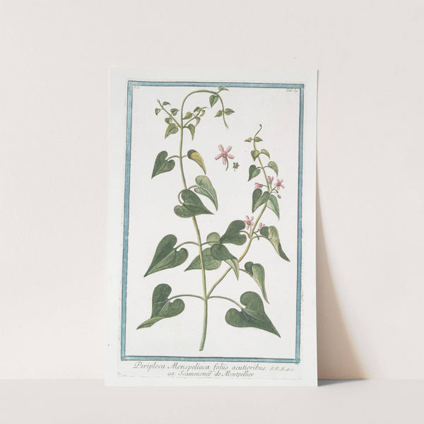 Periploca Monspeliaca foliis acutioribus - Scammonée de Montepellier by Giorgio Bonelli