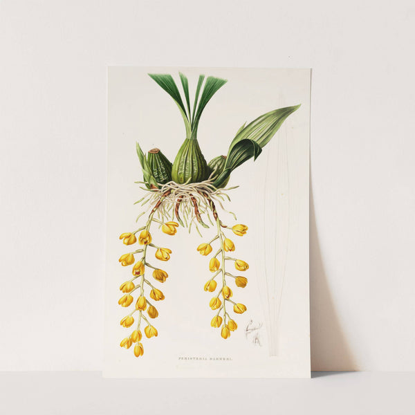 Peristeria Barkeri (1837-1843) by James Bateman