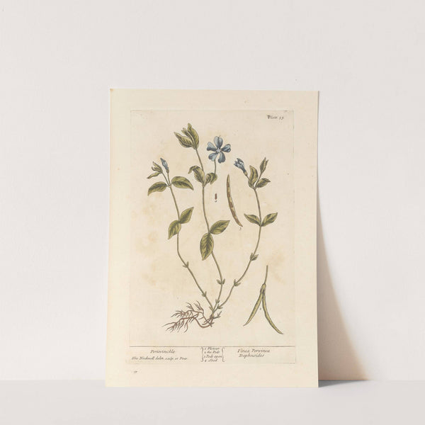 Periwinckle (1739) by Elizabeth Blackwell