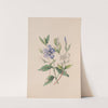 Periwinkle by John Stevens Henslow
