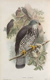 Pernis apivorus. Honey-Buzzard. (1862-1873)