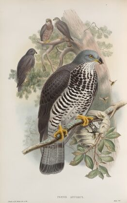 Pernis apivorus. Honey-Buzzard. (1862-1873)