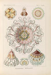 Peromedusae. – Talchenquallen