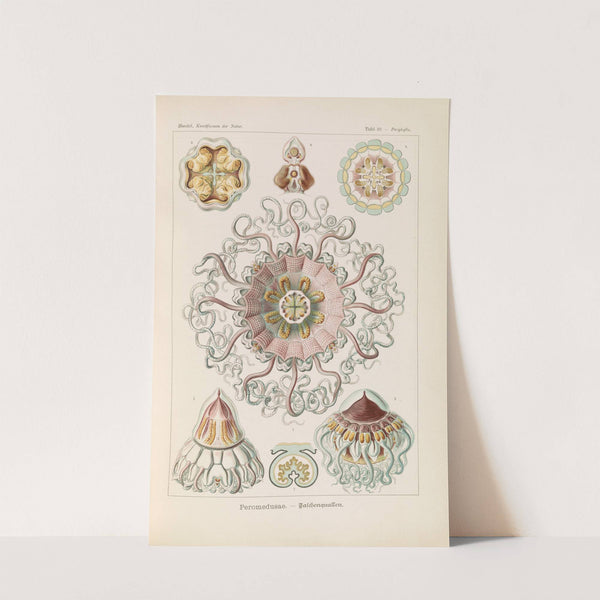 Peromedusae. - Talchenquallen by Ernst Haeckel