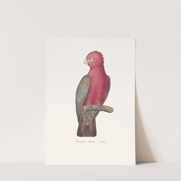 Perroquet Kakatoe Rosalbin by Coenraad Jacob Temminck