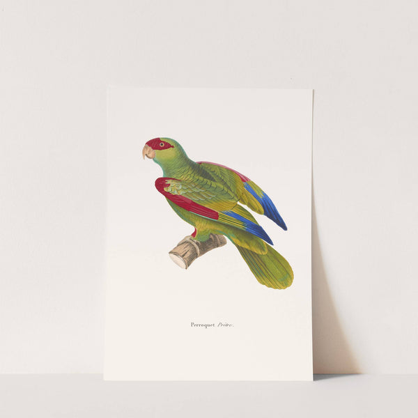 Perroquet Prêtre. by Coenraad Jacob Temminck