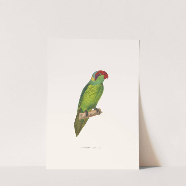 Perruche Iris by Coenraad Jacob Temminck