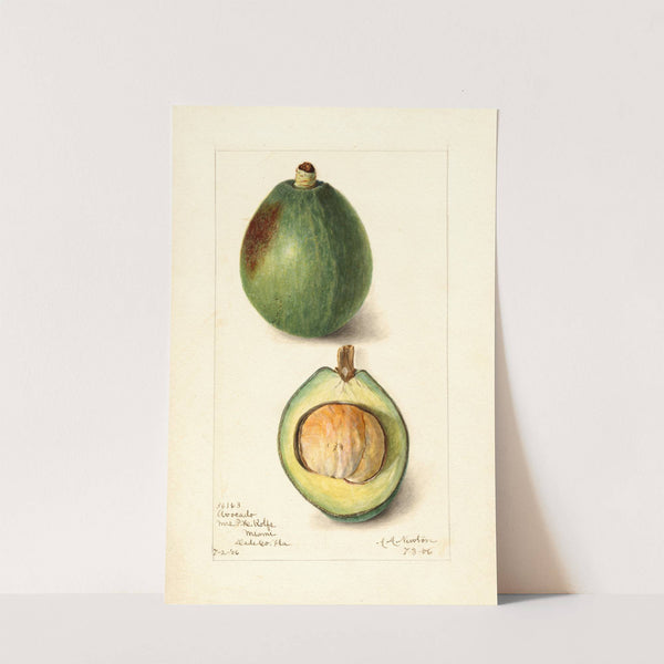 Persea: Avocado by Amanda Almira Newton