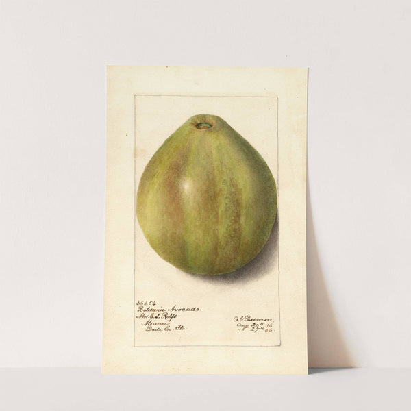 Persea: Baldwin by Deborah Griscom Passmore