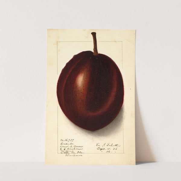 Persea: Blackman by Ellen Isham Schutt