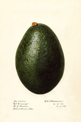 Persea: El Grande