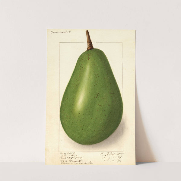 Persea: Johnstone by Ellen Isham Schutt