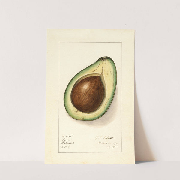 Persea: Lyon by Ellen Isham Schutt