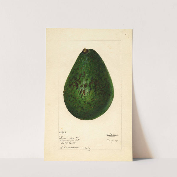 Persea: Lyon by Mary Daisy Arnold