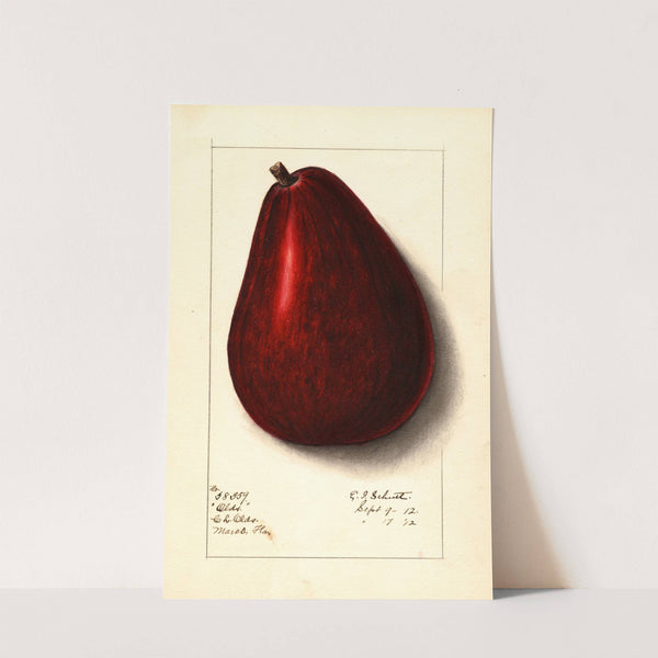 Persea: Olds by Ellen Isham Schutt