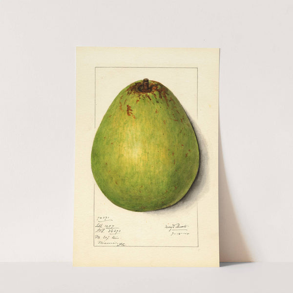 Persea: Persea Americana by Mary Daisy Arnold