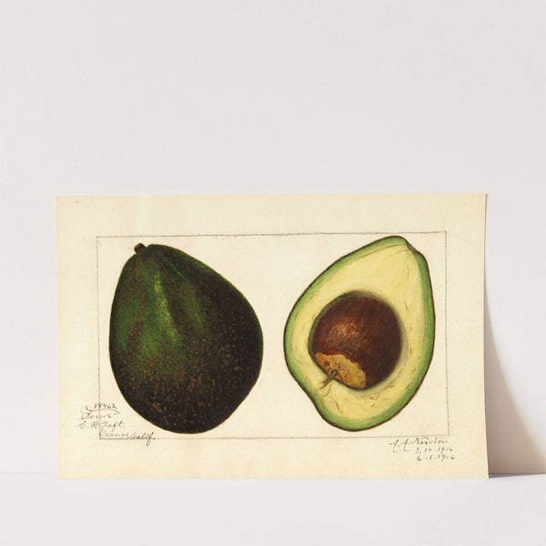 Persea: Senor by Amanda Almira Newton