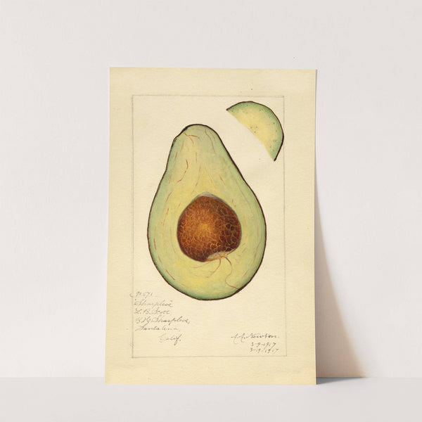 Persea: Sharpless by Amanda Almira Newton