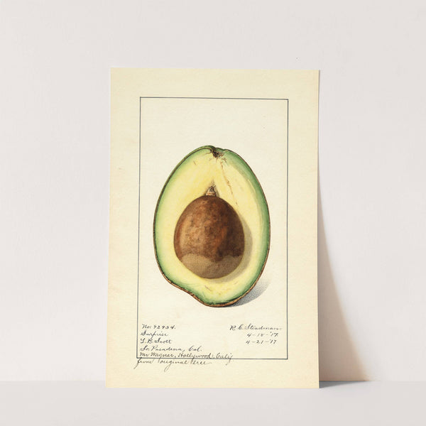 Persea: Surprise by Royal Charles Steadman