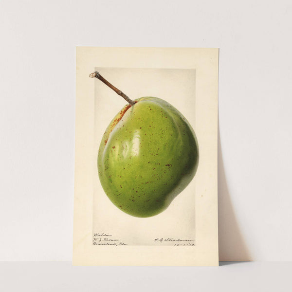 Persea: Waldin by Royal Charles Steadman