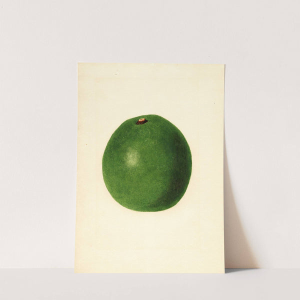 Persea: Winslowson by James Marion Shull