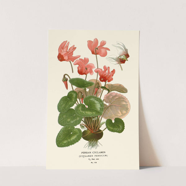 Persian Cyclamen (1896-1897) by Edward Step