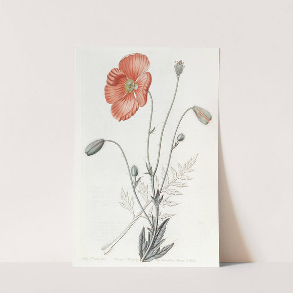 Persian Poppy by Sydenham Edwards