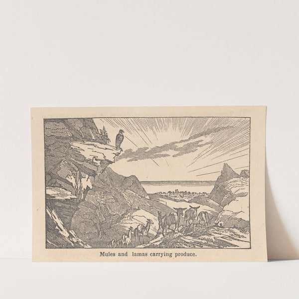 Peru. Mules and lamas carrying produce by Alexander Anderson