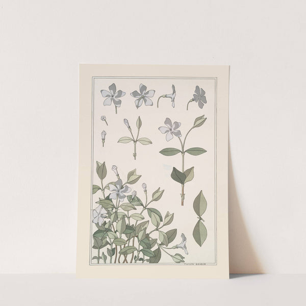 Pervenche by Maurice Pillard Verneuil