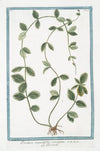 Pervinca angustifolia, variegata – Pervenche. (Periwinkle)