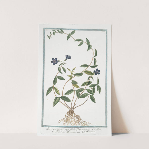 Pervinca vulgaris, angustifolia, flore coeruleo - Provenca, o Provinca - Pervenche. (Periwinkle) by Giorgio Bonelli