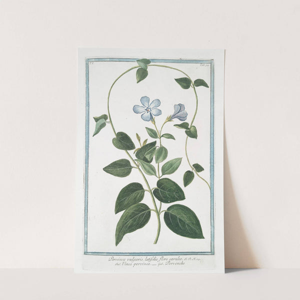 Pervinca vulgaris, latifolia, flore cæruleo - Vinca-pervinca - Pervenche. (Vinca minor or Periwinkle) by Giorgio Bonelli