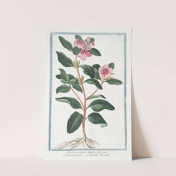 Pervinca vulgaris latifolia, flore roseo - Vinca-pervinca - Grande Pervenche. (Greater Periwinkle) by Giorgio Bonelli