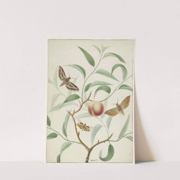 Perzik aan een tak met twee uitheemse vlinders en een libel by Hermanus de Wit