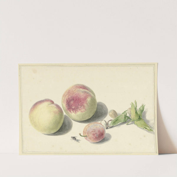 Perziken, noten, een pruim en een vlieg, after Michiel van Huysum by Elisabeth Geertruida van de Kasteele