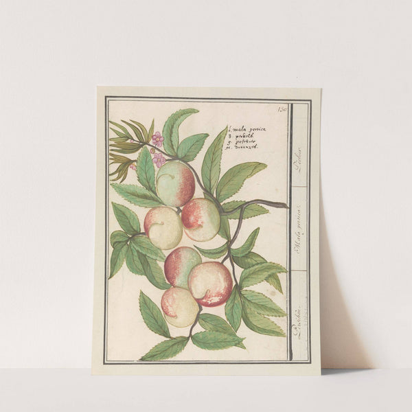 Perziken Persiken. Mala persica. Pechier (1596-1610) by Anselmus Boëtius de Boodt