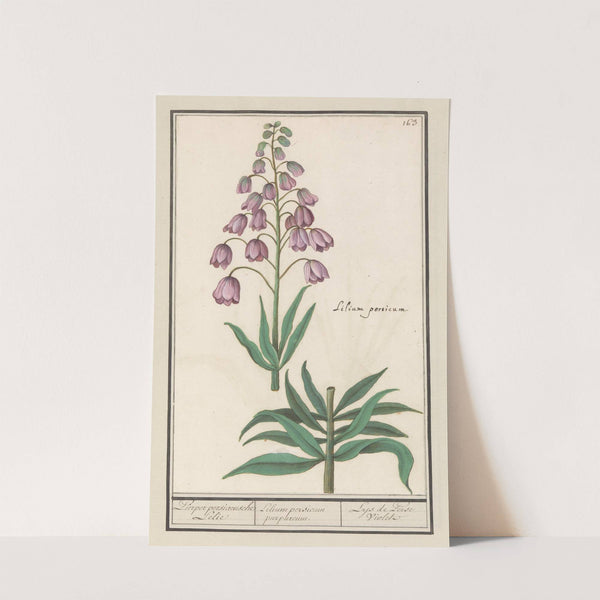 Perzische lelie (Fritillaria persica) Purper persiaensche Lelie Lilium persicum purpureum. Lys de Perse Violet (1596-1610) by Anselmus Boëtius de Boodt