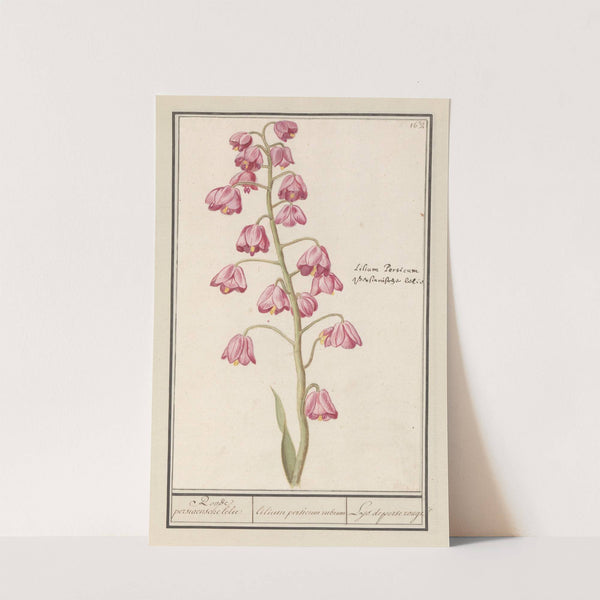 Perzische lelie (Fritillaria persica) Roode persiaensche lelie lilium persicum rubrum Lys de perse rouge (1596-1610) by Anselmus Boëtius de Boodt