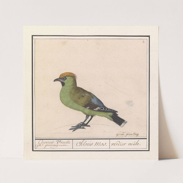 Pestvogel (Bombycilla garrulus) (1596-1610) by Anselmus Boëtius de Boodt