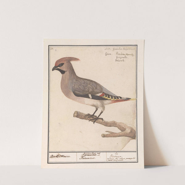 Pestvogel (Bombycilla garrulus). (1596-1610) by Anselmus Boëtius de Boodt