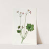 Petaled Begonia by Sydenham Edwards