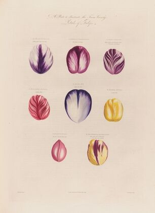 Petals of Tulips (1799–1810)