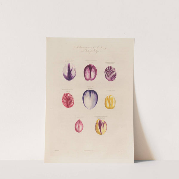 Petals of Tulips (1799–1810) by Robert John Thornton