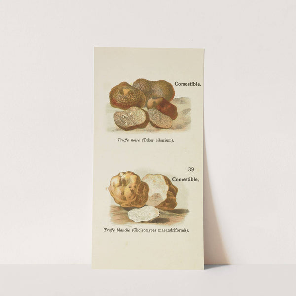 Petit atlas des champignons Pl.1 by Delachaux & Niestlé