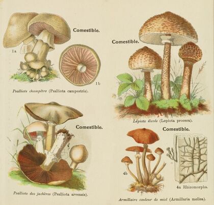 Petit atlas des champignons Pl.10