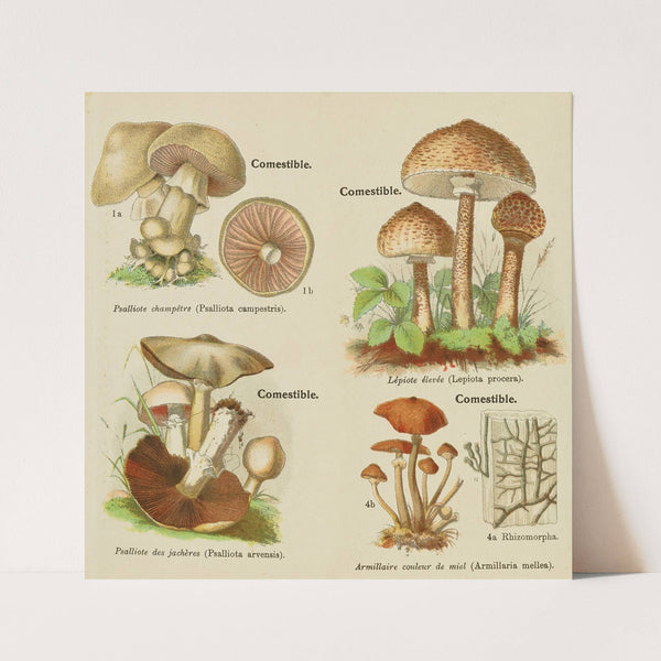 Petit atlas des champignons Pl.10 (1900) by Delachaux & Niestlé