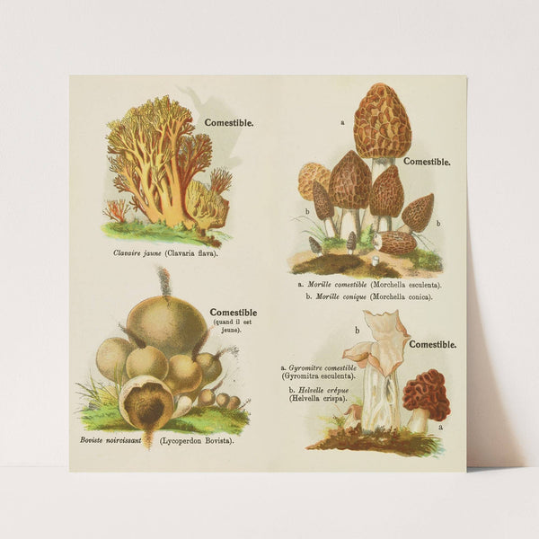 Petit atlas des champignons Pl.2 (1900) by Delachaux & Niestlé