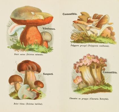 Petit atlas des champignons Pl.3