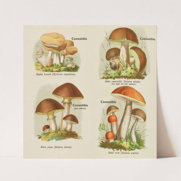 Petit atlas des champignons Pl.4 (1900) by Delachaux & Niestlé
