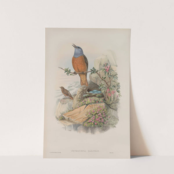 Petrocincla saxatilis. Rock-Thrush. (1862-1873) by John Gould